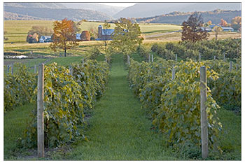 Nimble Hilll Vineyards